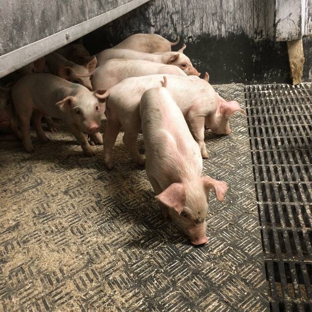 Avdebogård Svineproduktion ApS - svineproduktion på Tuse Næs ved Holbæk i det nordvestlige Sjælland